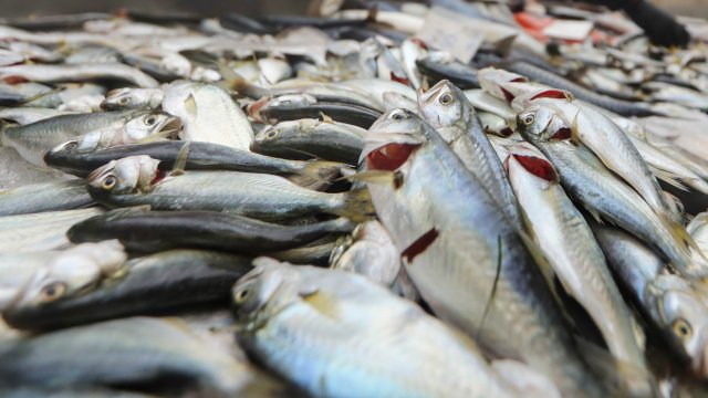 Изяждането на една сладководна риба уловена в река или езеро