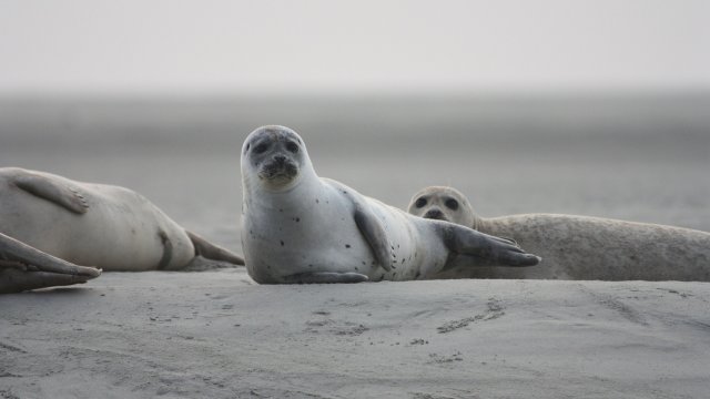 Около 2500 тюлена са открити мъртви на брега на Каспийско