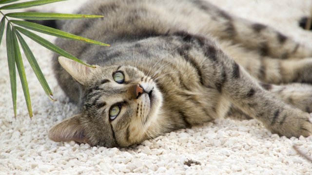 Според нови изследвания хилядите години на човешка зависимост са довели