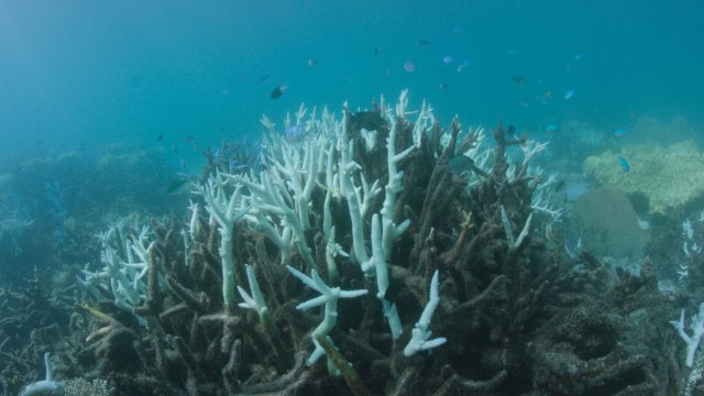 Според ново австралийско проучване в което са разгледани промените в