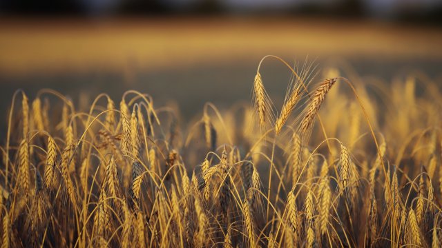 Тази седмица тръгват първите кораби с украинско зърно съгласно договорката