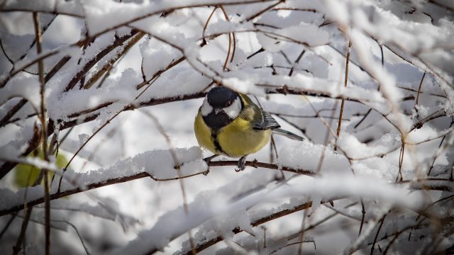 Жълт код за опасност от поледици късно вечерта и през