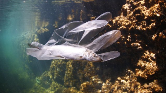 Китайски учени разработиха плуващ робот във формата на риба задвижван