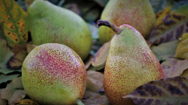 Консумацията на една круша на ден ще промени начина по