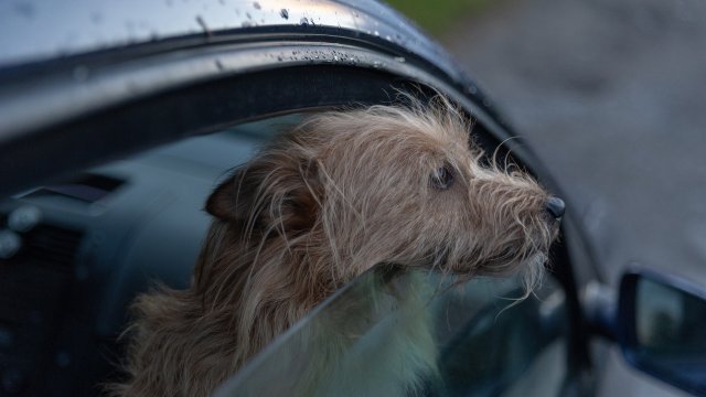 Британското издание на WhatCar направи любопитно проучване сред местни шофьори