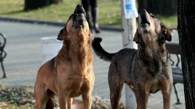 Със затопляне на времето в платформата на все повече зачестяват