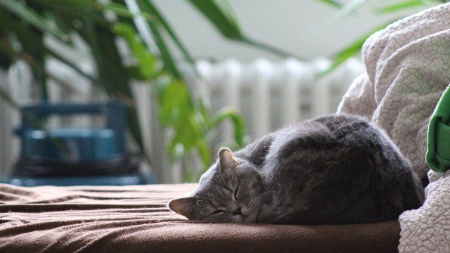 Изследване: Домашните котки удвояват риска от шизофрения, особено при децата