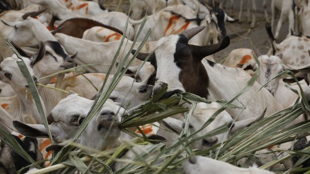 За да се предпази от пожар Барселона сега разчита на