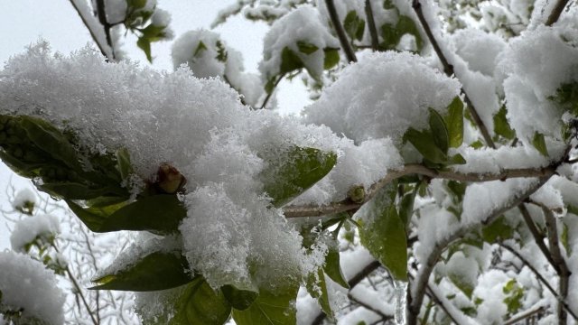 Априлският сняг унищожава реколтата.