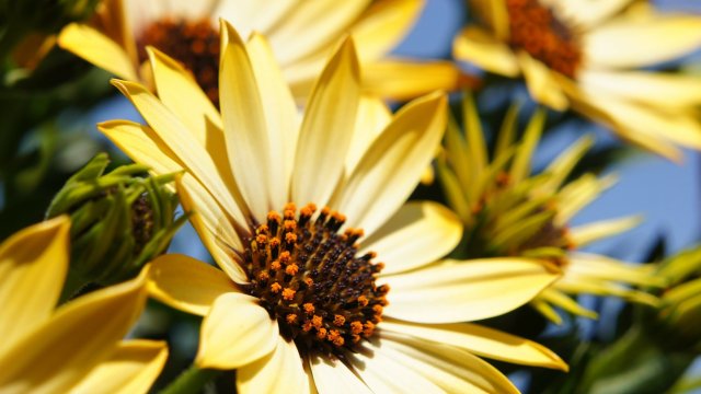 Днес ще бъде предимно слънчево главно над Западна България с