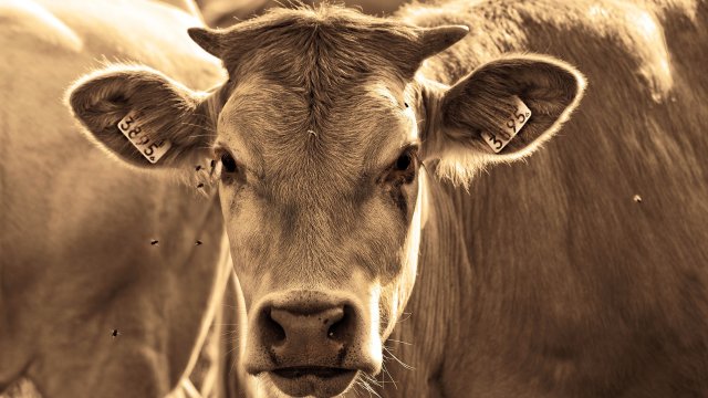 Огнище на туберкулоза в животновъден обект на територията на община