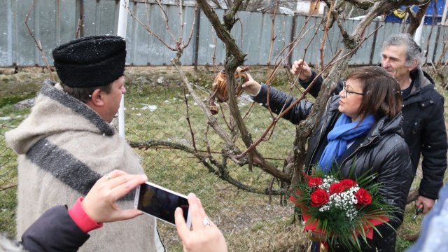 На Трифон Зарезан Корнелия Нинова заряза ритуално лозите в Лесново Нека