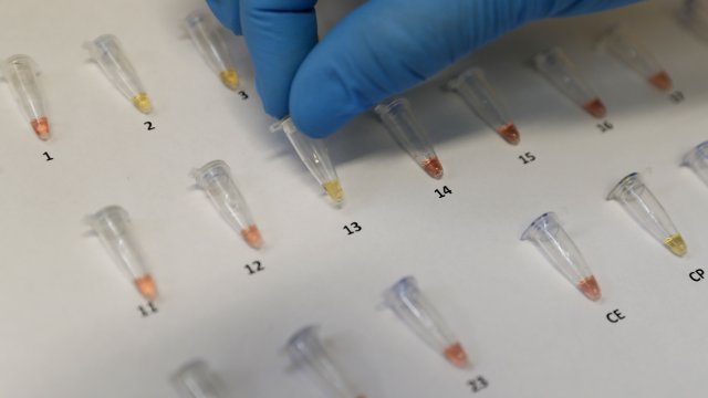 Една единствена мутация може да направи пренасяния от комари вирус Зика