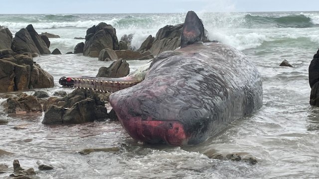 14 млади кашалота починаха на брега на остров Тасмания предаде