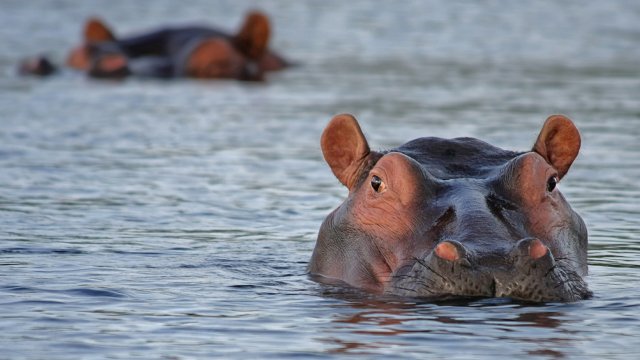 Двойка хипопотами са поставени под карантина в белгийска зоологическа градина