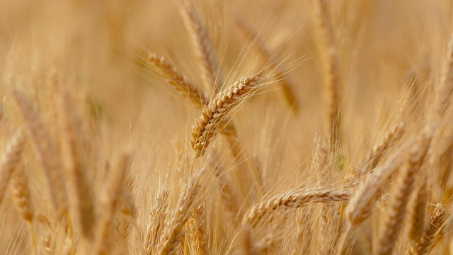 Фючърсите на пшеницата в САЩ поевтиняха и завършиха седмицата на