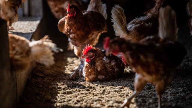 Криза обхвана животновъдството в Гърция поради високи цени на фуражите