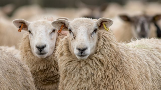 Цената на агнешкото месо в магазинната мрежа не трябва да