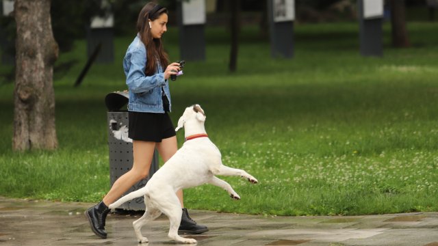 Германският град Вайлервист иска да се справи с проблема с