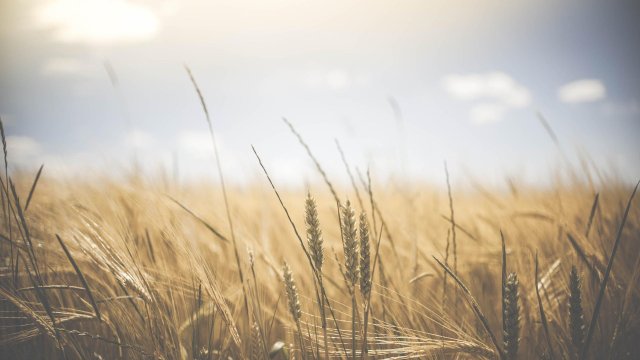 Световното производство на пшеница вероятно ще намалее за първи път