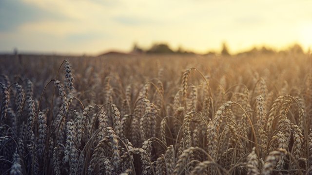 Ceвepнa Maĸeдoния зaбpaнявa изнocа нa дъpвa зa oгpeв пeлeти житo и бpaшнo