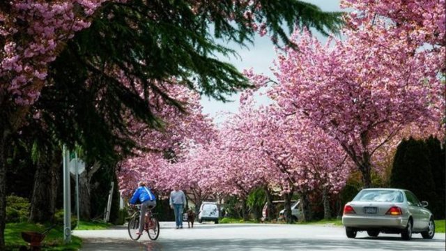 Всяка година на 9 април в Япония се провежда така наречения