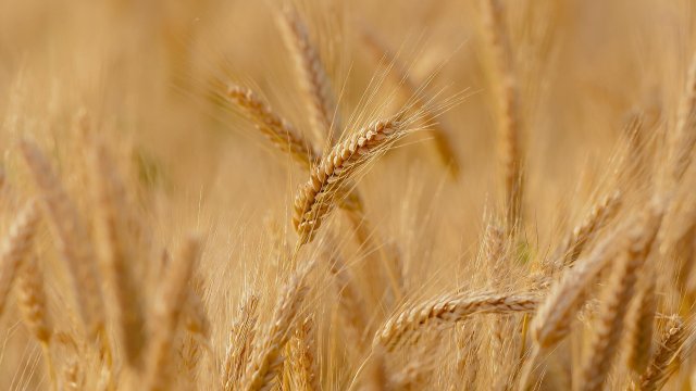 Русия среща трудности да изнесе рекордната си реколта от пшеница точно