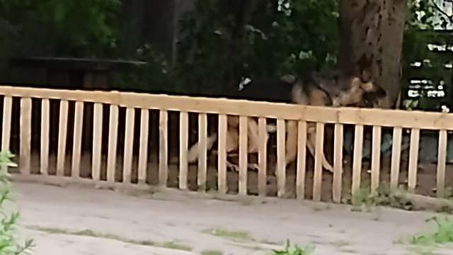 Отговорност и задължение на собствениците на кучета е да предотвратяват