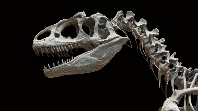 Фосилизиран скелет на родственик на Тиранозавър рекс бродил по Земята