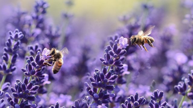 Американски учени използват силата на изкуствения интелект за да предпазват