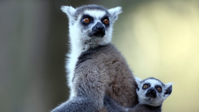 И животните не обичат да са болни Много от тях