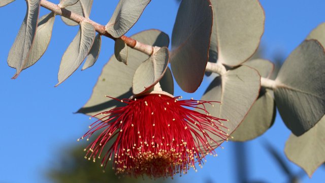 Етеричното масло от евкалипт има превъзходни ползи както за красотата