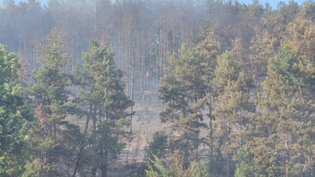 Над 10 декара 60-годишна борова гора е засегната от пожар,