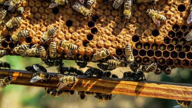 България може да бъде лидер на европейския пазар на мед