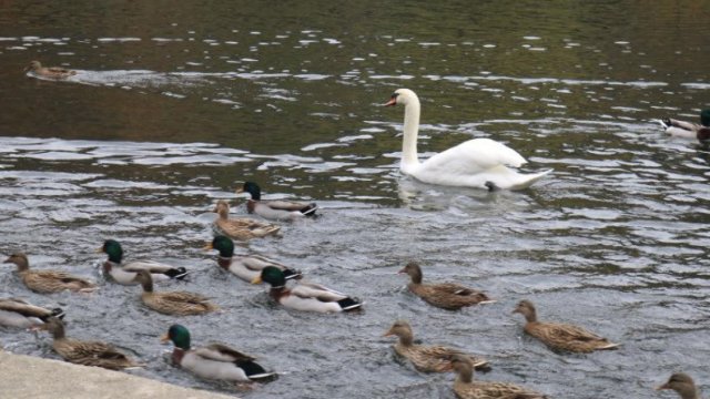 Вандали са застреляли 17 патици които от години плуват и красят
