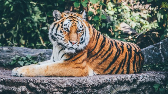 През последните 3 години в Индия са умрели 329 тигъра