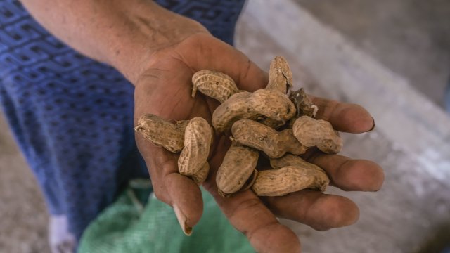 Фермерите отглеждащи фъстъци в Китай остават с празни черупки тъй