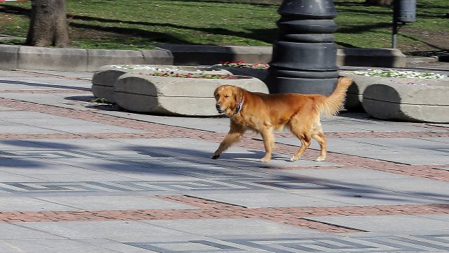 Поредният сигнал за свободно пуснати кучета получихме в платформата на