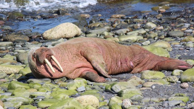 Жителите на британския крайбрежен град Скарбъро Северен Йоркшир отпразнуваха Нова