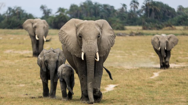 Тази седмица в национален резерват в северната част на Кения