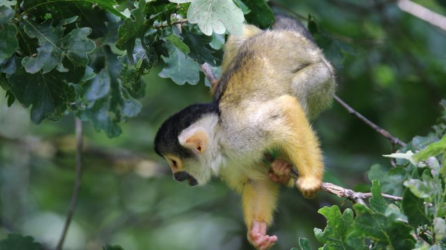 Маймуна се обади на спешния телефон 911 в Съединените щати