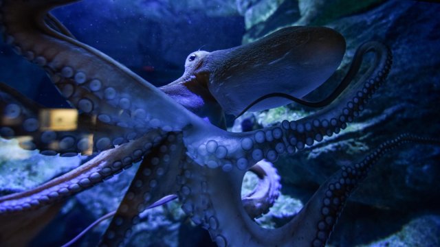 Учените откриха най-стария известен предшественик на октоподите - вкаменелост на