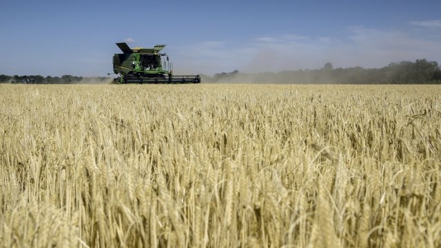 Зърнопроизводители заплашват с протести заради нерегламентирания внос на евтина пшеница