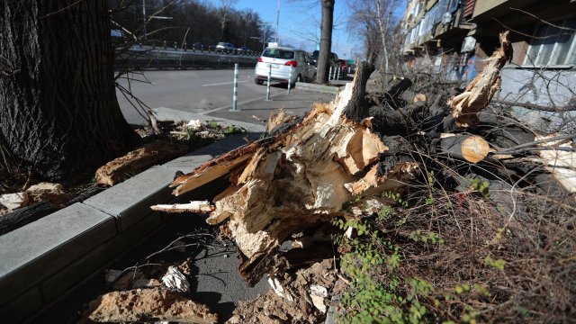 Ураганният вятър продължава да вилнее из София 13 сигнала за паднали дървета