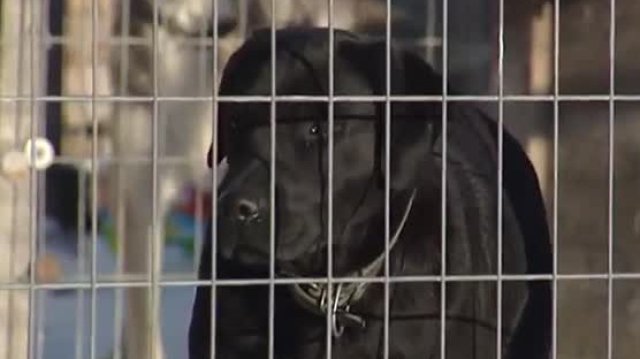 Петгодишно дете е нападнато и нахапано от безстопанствено куче на