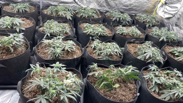 Модерно оборудвана оранжерия за отглеждане на канабисови растения разкриха служители