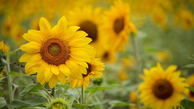 Pycия yвeличи ĸвoтитe зa изнoc нa cлънчoглeдoвo oлиo пpeдaдe Poйтepc