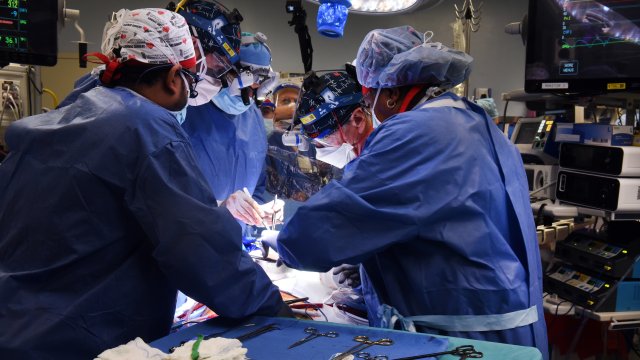 Първият човек с трансплантирано генетично модифицирано сърце от прасе почина