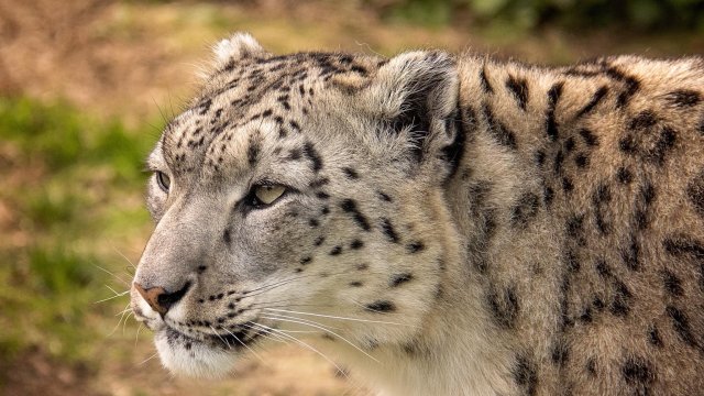 Освен това два суматрански тигъра също са се заразили в