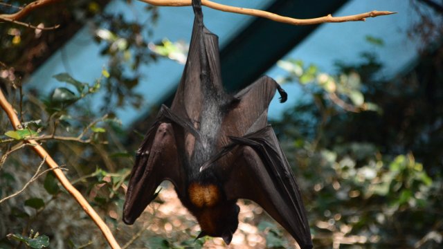 Вариантът Омикрон може да е последната мутация на коронавируса преди